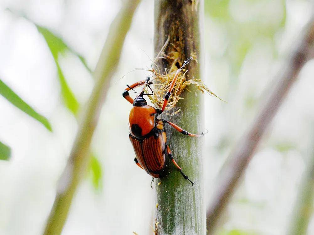 竹象鼻虫,学名竹象,在民间有竹笋虫,笋虫,象鼻虫,象甲,竹象鼻等多种