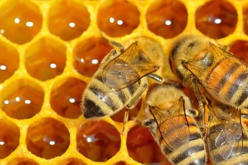 土法养蜂,发现工蜂产卵怎么办?老蜂农告诉你怎么处理