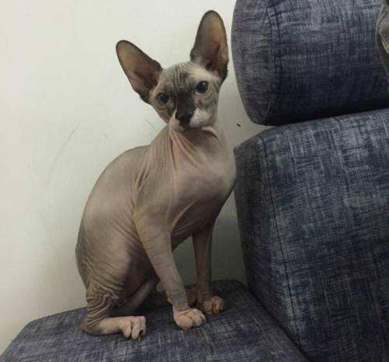 当年"无毛猫"售价几万都被哄抢,为什么如今几千块也没人要?