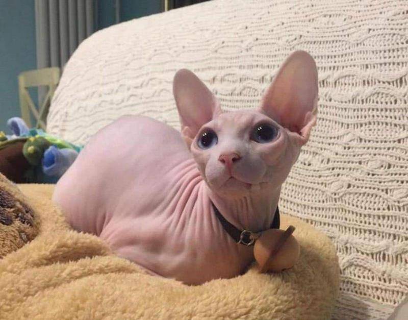 当年"无毛猫"售价几万都被哄抢,为什么如今几千块也没人要?