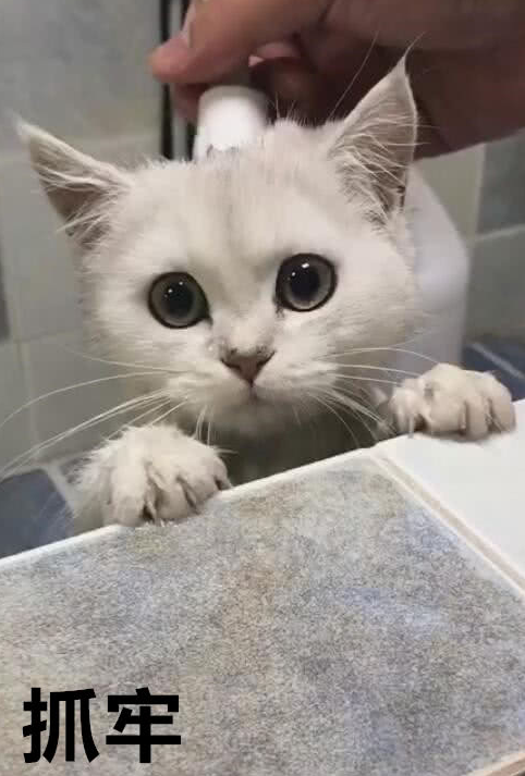 你见过最丑的猫咪是什么样子?撞脸孙红雷,真是吸不动!