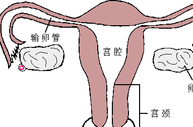 女人子宫输卵管分布图图片