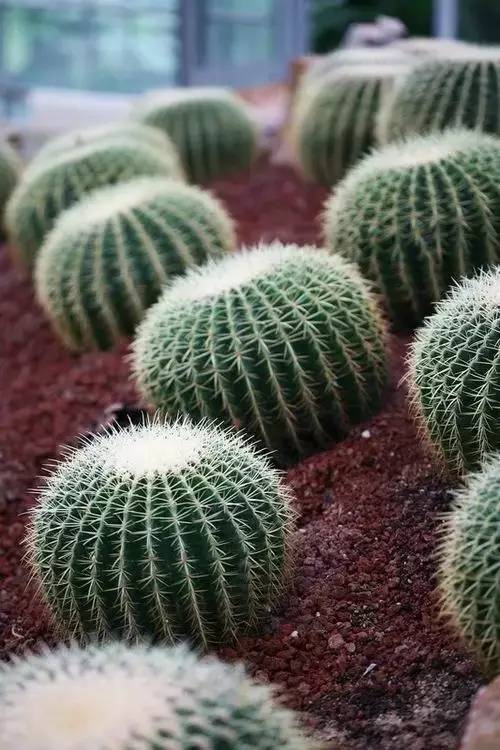 如果把仙人球的刺全都拔掉,它还能活吗?