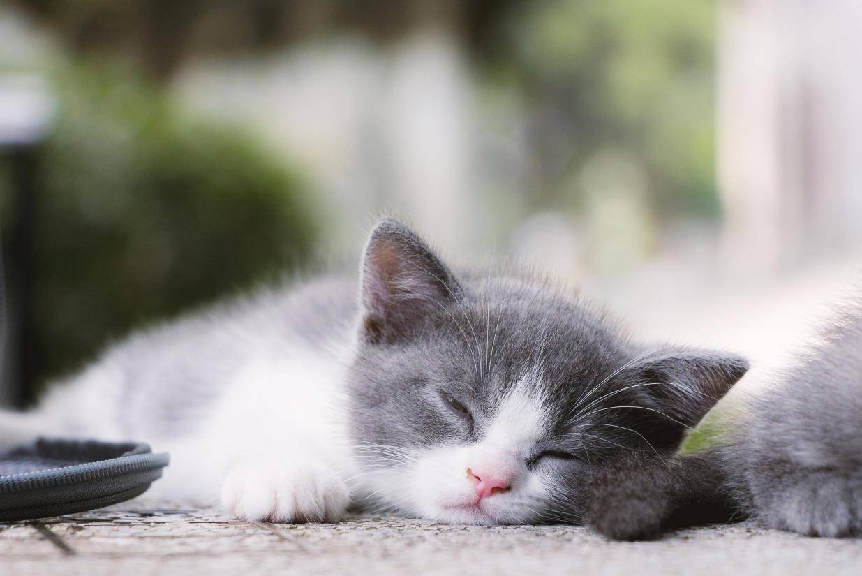 壁纸 动物 猫 猫咪 小猫 桌面 1235_825