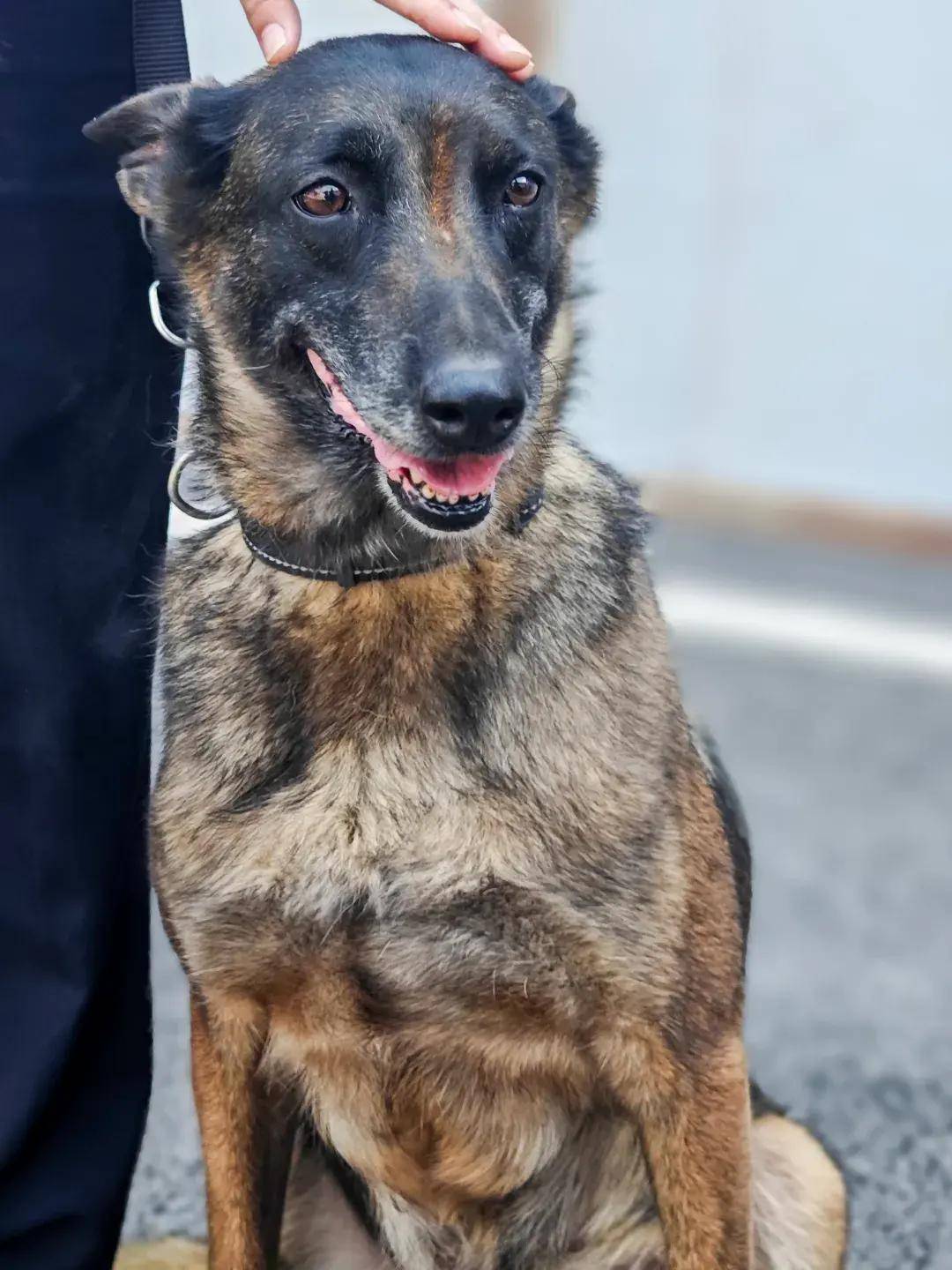 机场分局刑侦支队共有8只警犬,年龄从2岁到8岁不等,包含史宾格