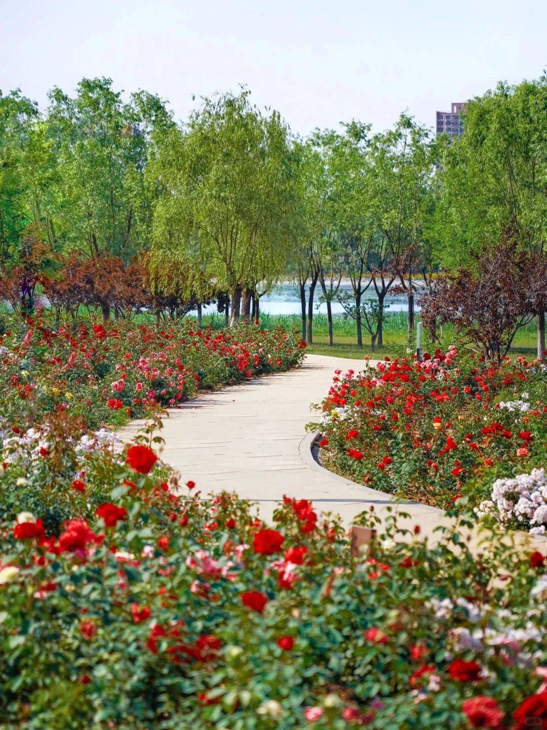 处处都是花海瀑布,拍照打卡超绝～_公园_玫瑰_白色