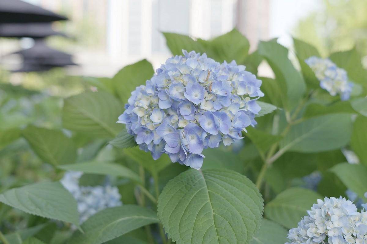 松下lumix s9不止专属lut 颜值这块也被狠狠拿捏了