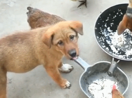 吃饭时狼吞虎咽的图片图片