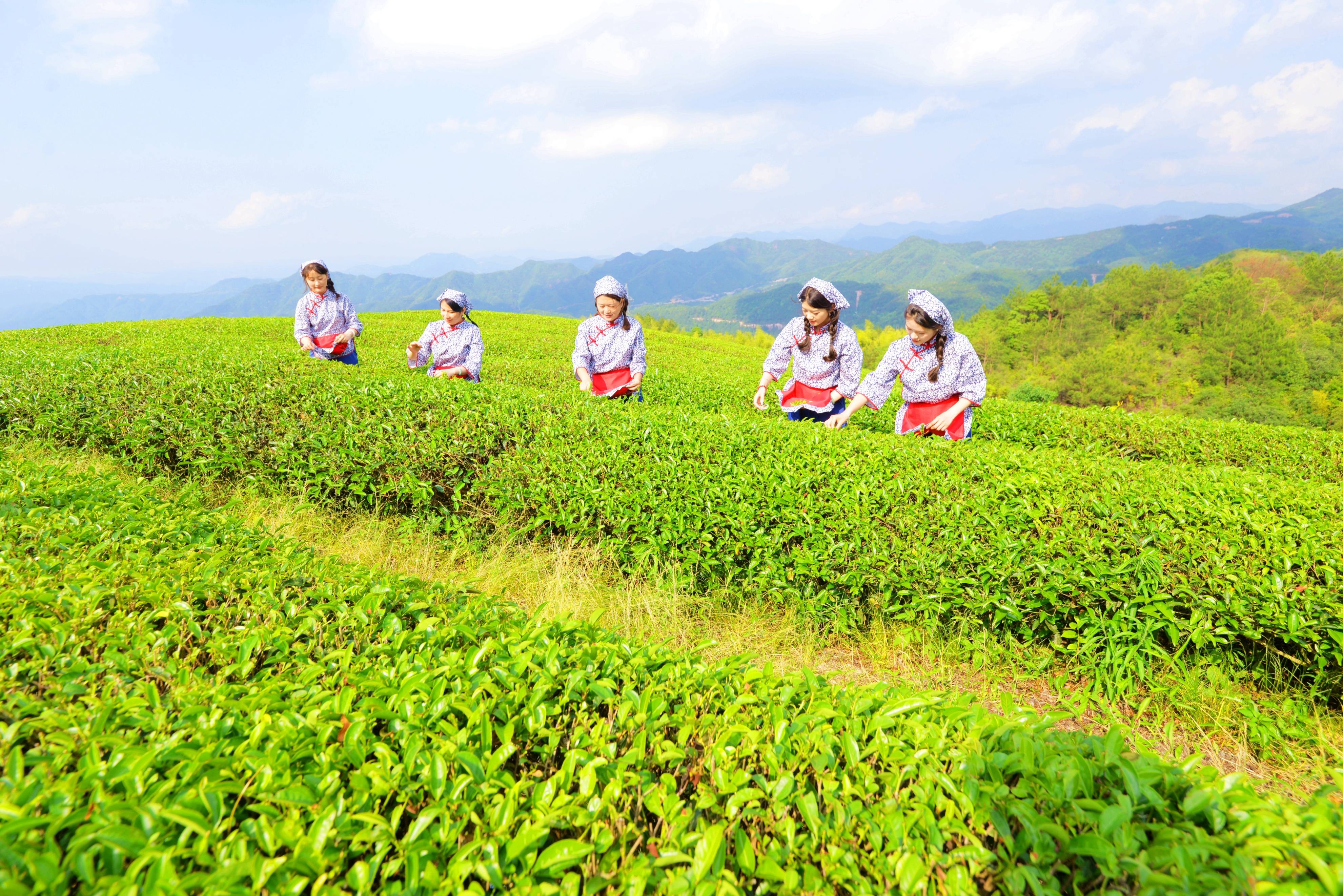 泰顺葛垟茶场,国家地理标志产品"三杯香"的原茶地_茶树_茶叶_带着