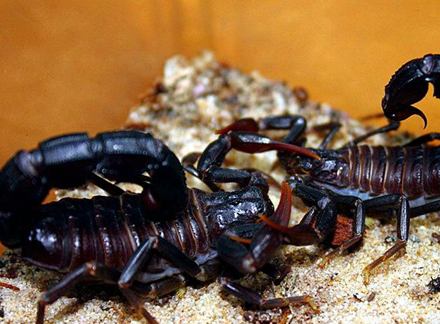 蝎子_蜘蛛_蜈蚣