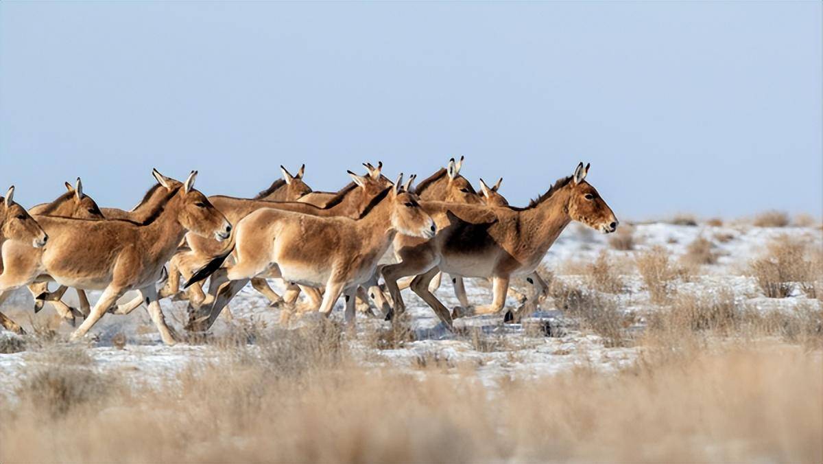 平时脾气暴躁的野驴,竟会拖家带口找牧民蹭饭?