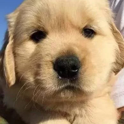 狗狗_主人_网友