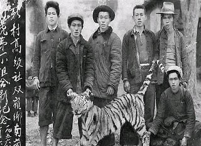 很快他就成功的捕获了第一只华南虎,有了这一次的经验,他很快捕杀到第