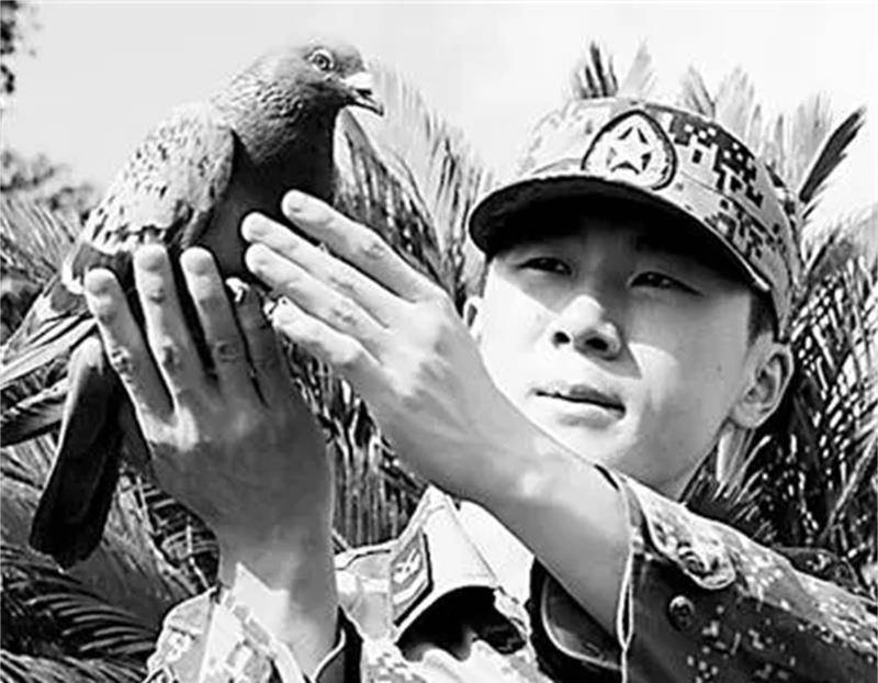 二战中军鸽有多厉害?英国军鸽英雄:中弹后滴血飞行21小时送情报