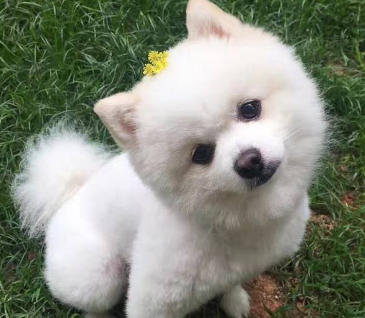 博美_主人_金毛