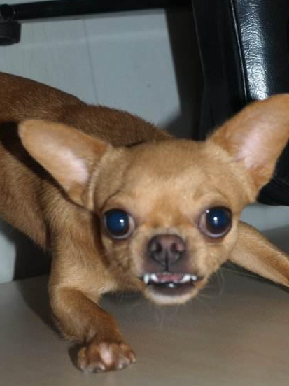 吉娃娃为什么会咬人?被咬的,肯定是做了其中一个!