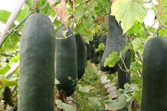 全身是宝_冬瓜_的作用_功效