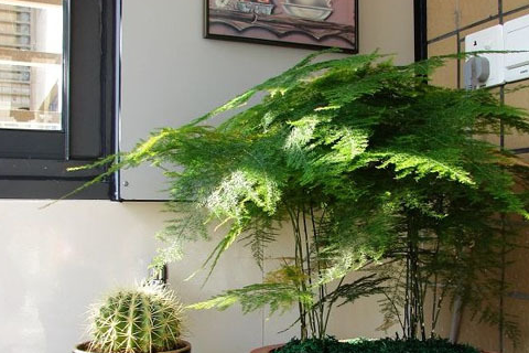 文竹要死?咔嚓剪一刀,埋上3个"蛋",一月不问"窜"满芽!