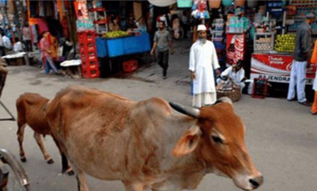 印度男子疯狂爱上一头母牛,抛妻弃子,花费17万,隆重迎娶母牛