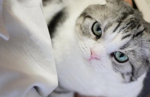 看这一人一猫有爱相处的模样,简直让人欲哭无泪,连网友都想不通自己养