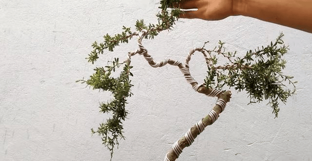 20元的黄杨小苗,小伙1个小时创造,马上就有人出500想要,还不卖