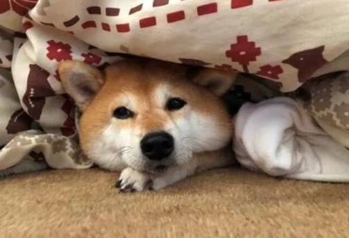 你是否也用过它的表情包呢?生前患有白血病和肝病