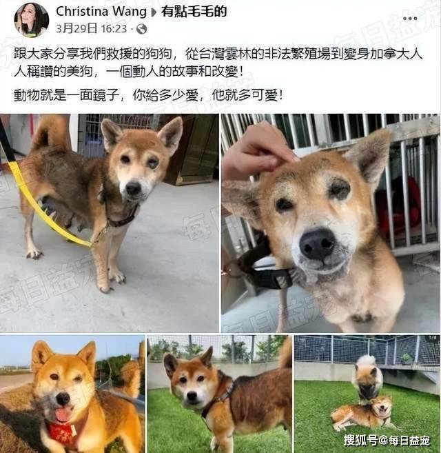 从繁殖场逃生的小柴,腿被打断差点变瞎,如今帅到认不出