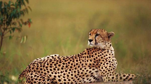 陈传香_豹子_队友