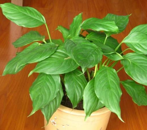 会养花的人,给家里这5个地方放了5种花,美观,大气又健康