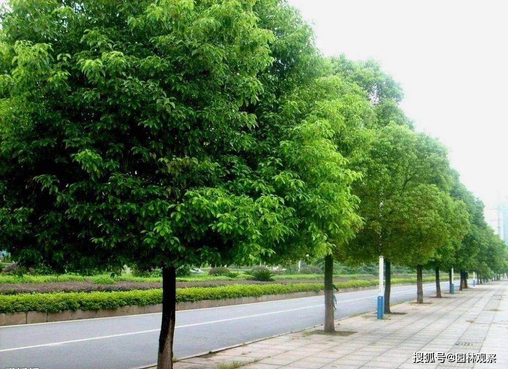 北京绿化八大树种图片