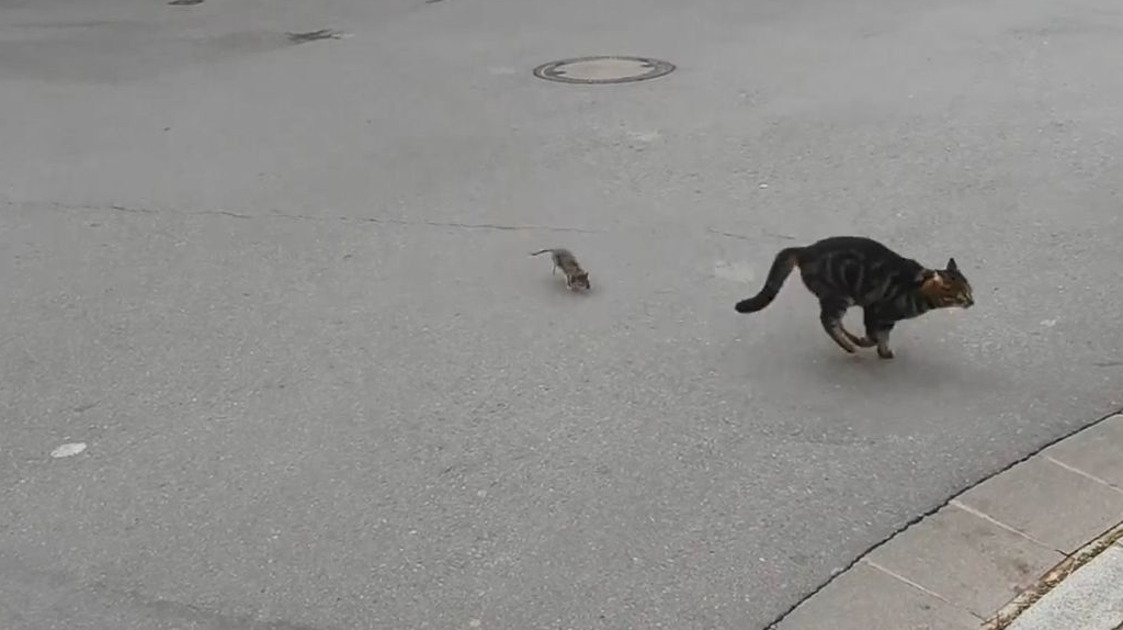 老鼠捉猫见过没?街头上演逆天闹剧 网民:现实版tom &