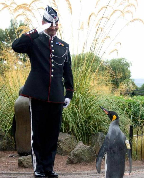 世界上最厉害的企鹅,有自己岛屿还被封为将军,士兵看见都得敬礼