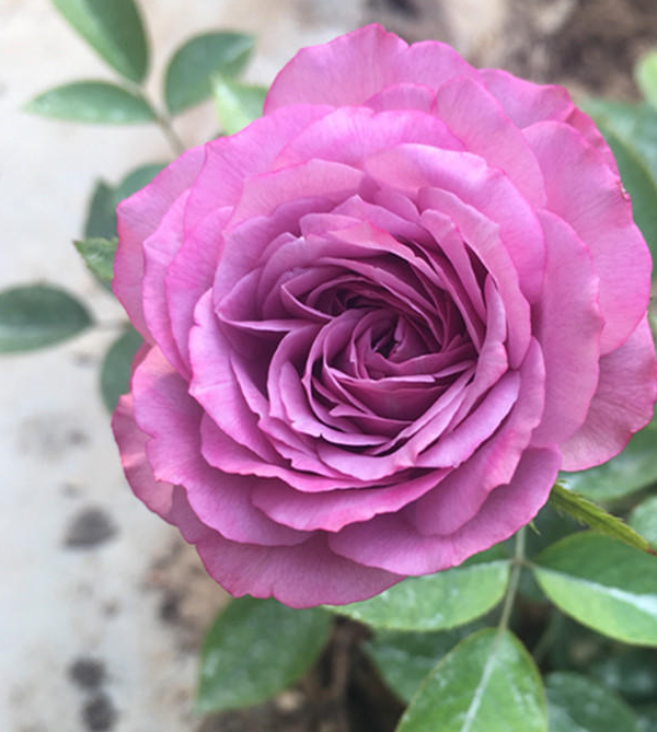 月季选苗,会分辨"好与坏",长得飞快