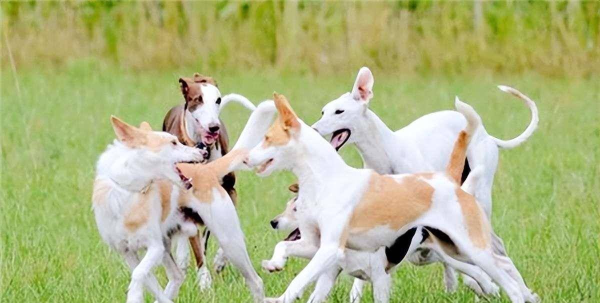 纪实:上世纪80年代,一场声势浩大的"打狗运动",当年发生了啥