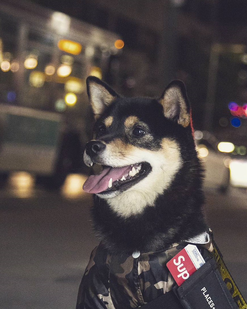 麒麟臂柴犬图片