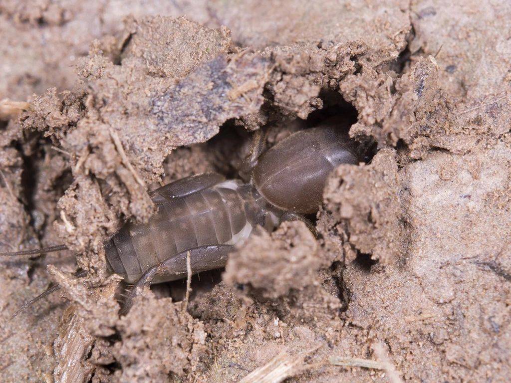 曾是农田里一大祸害,专咬作物根,人称"土狗子",如今60元/斤很珍贵
