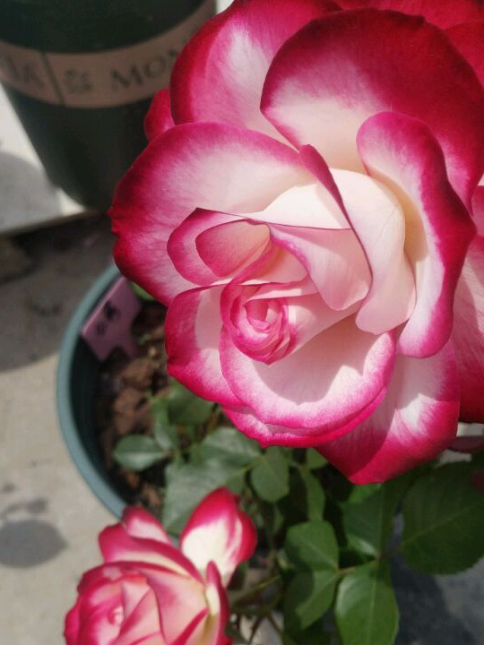 可以盆栽的玫瑰花,一花多色,四季花开,漂亮好养,入手不后悔