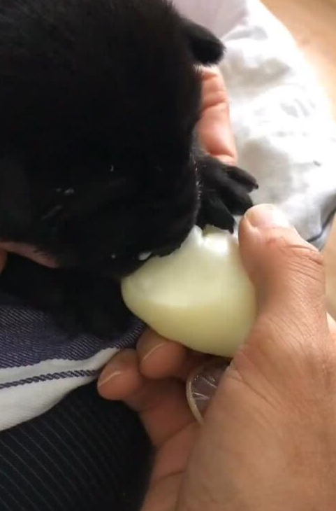 小狗一出生没了妈,主人自制特殊奶瓶好尴尬,小奶狗一吸就上瘾!