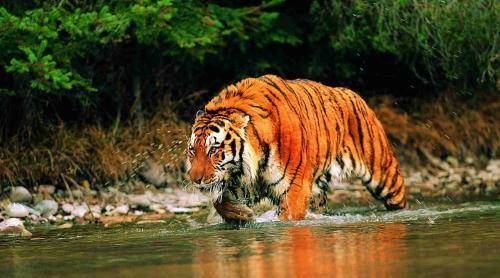 华南虎送到非洲草原,繁衍到15只后,专家发觉不大对劲_老虎_保护_南非