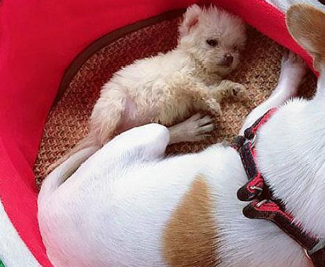 泰迪看上了吉娃娃,几个月后生下这只混血!朋友看后纷纷抢着要买