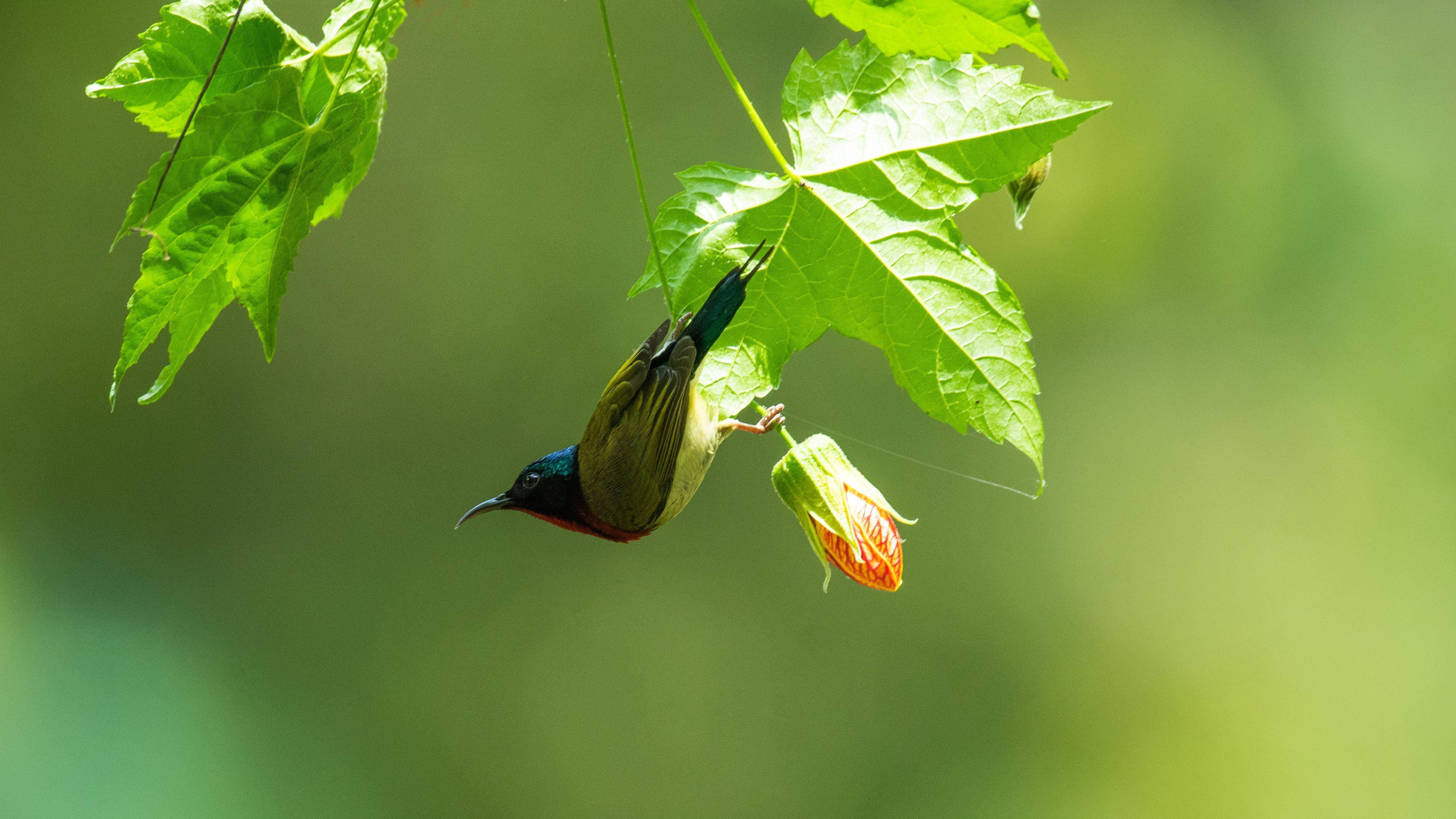 四川省_鸟类_中国