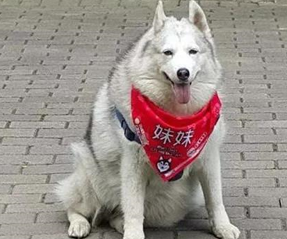 为了防止二哈拆家,主人出此下策,二哈:我还没干啥,又搞疯一个_哈士奇