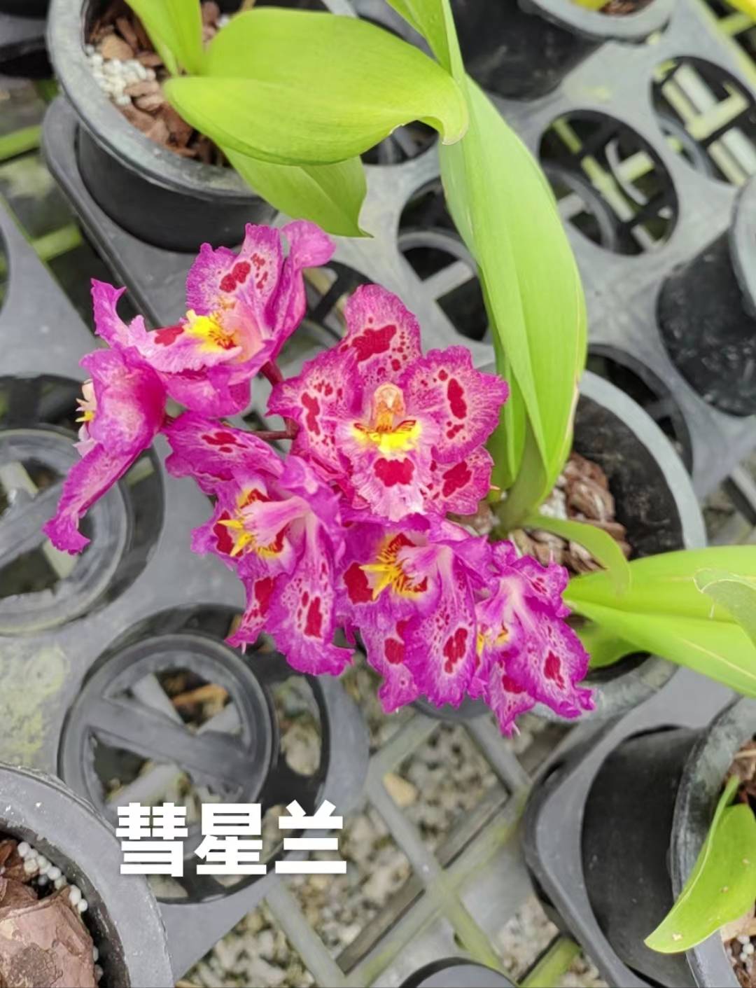 彗星兰:星空之花的奥秘