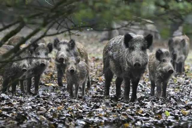 想不到老虎灭绝会造成如此生态灾难!新疆虎消失的惨痛教训