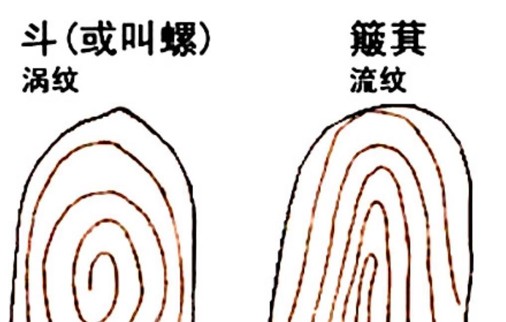 二螺富"啥意思,打开手掌,看看你这辈子是穷是富_手指_因为_螺纹