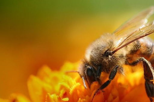 蜜蜂的眼睛不会转动,为什么采蜜的时候还那么灵活?