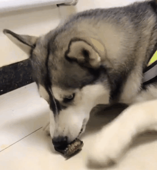 主人_兄弟_表情