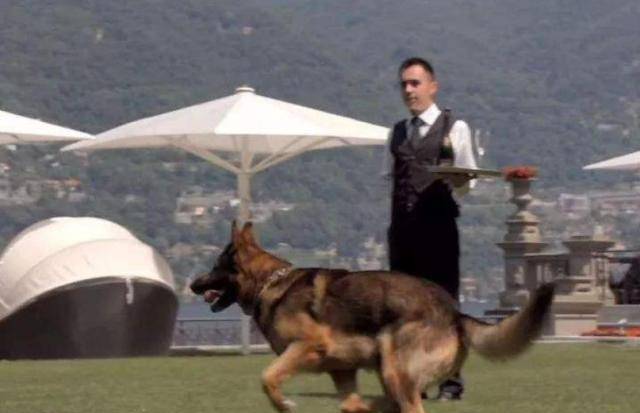 狗狗,继承主人25亿财产,天天在豪宅和美女开派对_冈瑟_伯爵_信托机构