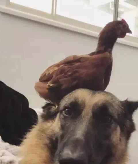 德牧宠爱小鸡,天天把小鸡顶在头上,一脸宠溺的表情