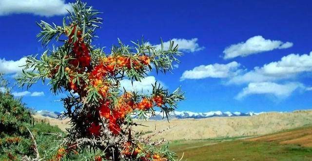 一望无际且干旱的沙漠里,都有哪些植物可以存活?